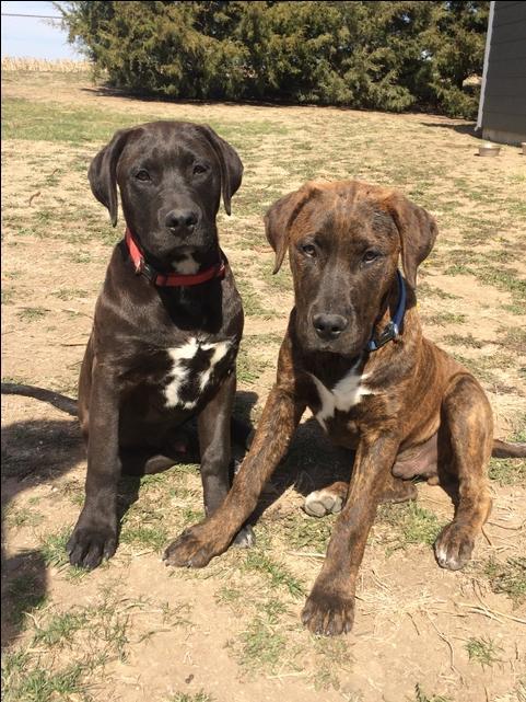 pitbull lab puppies for sale