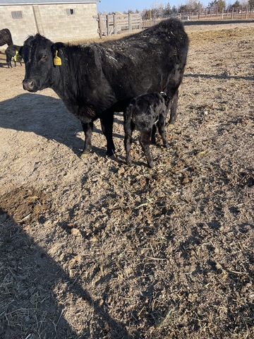 1st calf angus cross heifer pairs - Nex-Tech Classifieds