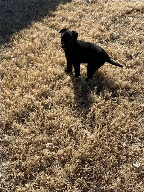 Black Lab Mix female - Nex-Tech Classifieds