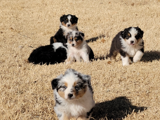 Purebred Australian Shepherd Puppies - Nex-tech Classifieds