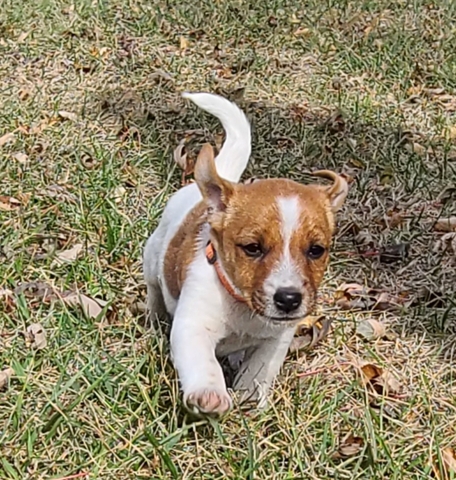 Jack Russell Terrier Puppy- Alvin - Nex-Tech Classifieds