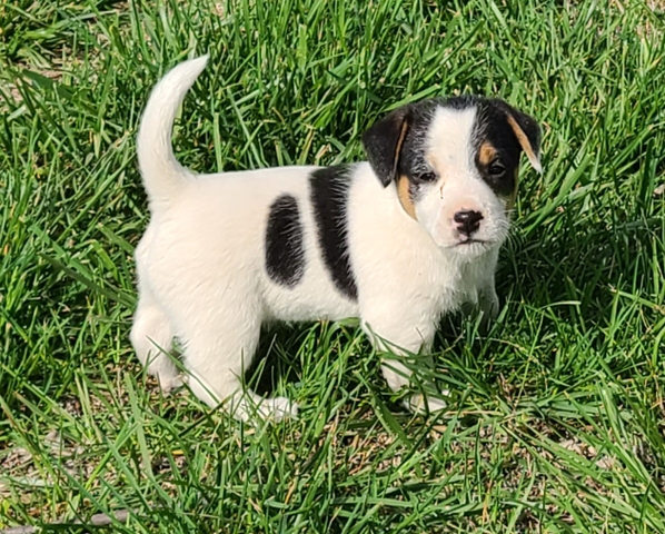 Jack Russell Terrier Puppies - Nex-Tech Classifieds