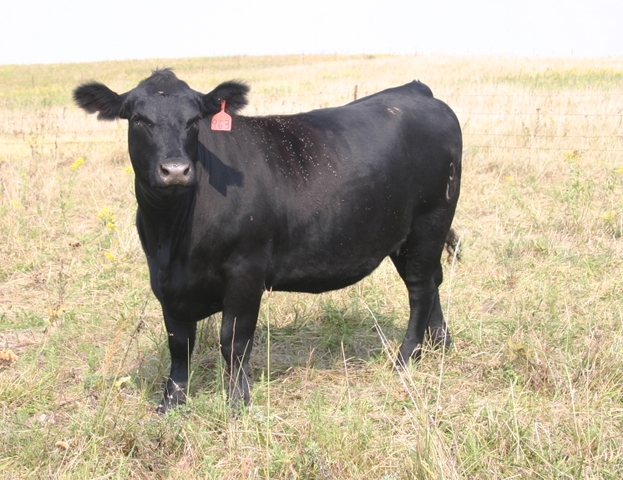 Simmangus Bred heifers - Nex-Tech Classifieds