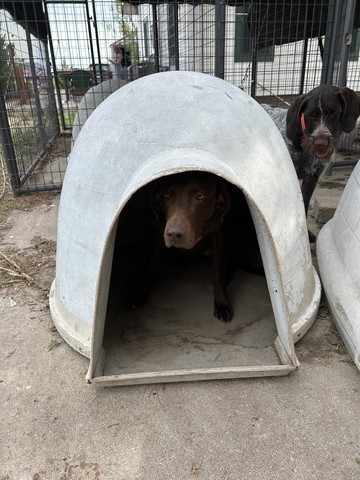 2(two) - Large Iglo style Outdoor Dog Kennels - Nex-Tech Classifieds