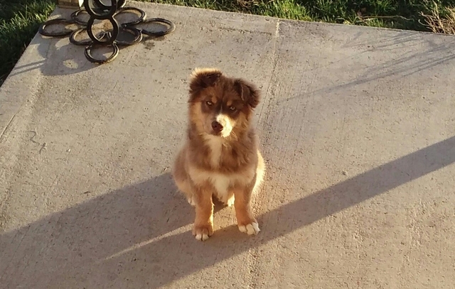 3 month australian shepherd