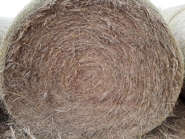 Prairie Hay Round Bales Nex Tech Classifieds