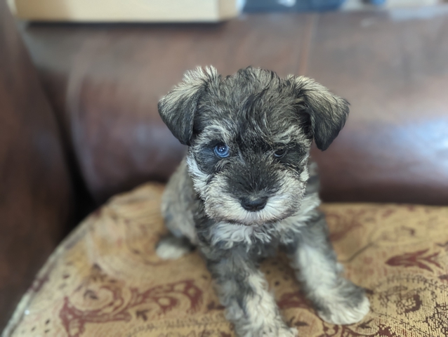 Miniature Schnauzer Puppies - Nex-Tech Classifieds