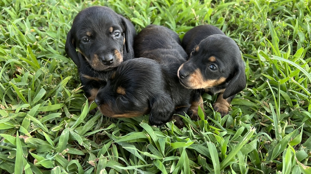 Female Dachshund Puppies - Nex-Tech Classifieds