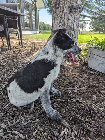 Hanging cheap tree heeler