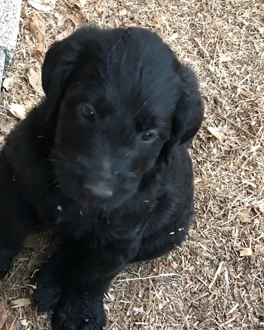 Labradoodles - Nex-Tech Classifieds