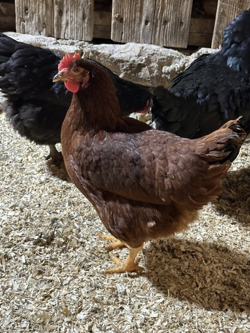 Pretty Pullets Nice healthy pullets - Nex-Tech Classifieds