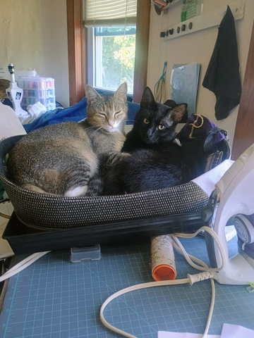 Indoor kitten and cats - Nex-Tech Classifieds