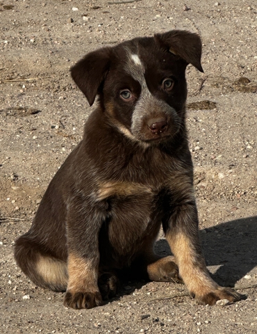 Chocolate heeler dogs best sale