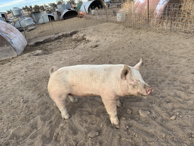 York Boars And Butcher Hogs For Sale Nex Tech Classifieds