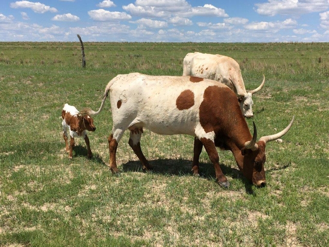 Longhorn Pair cattle / livestock - Nex-Tech Classifieds