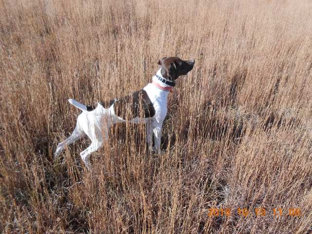 Akc German Shorthair Nex Tech Classifieds