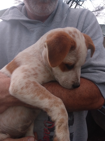 Catahoula/Heeler mix puppy - Nex-Tech Classifieds