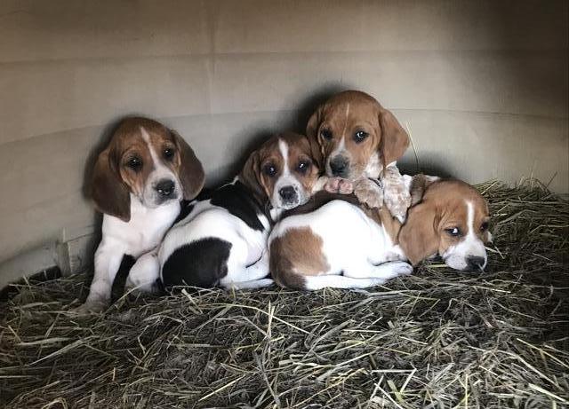 English Walker Coon Hounds - Nex-Tech Classifieds