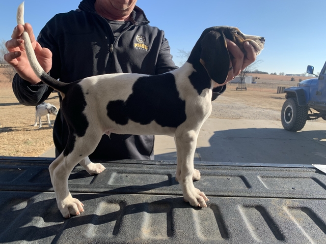 Walker Coon Dog puppies - Nex-Tech Classifieds