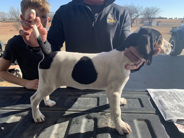 Walker Coon Dog puppies - Nex-Tech Classifieds