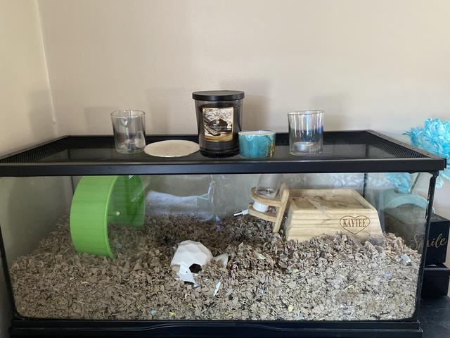 Hamster and Cage/Essentials - Nex-Tech Classifieds