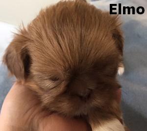 Shih Tzu Puppies Nex Tech Classifieds