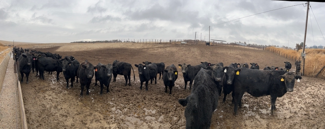 50 Bred Black Angus Heifers For Sale - Nex-tech Classifieds