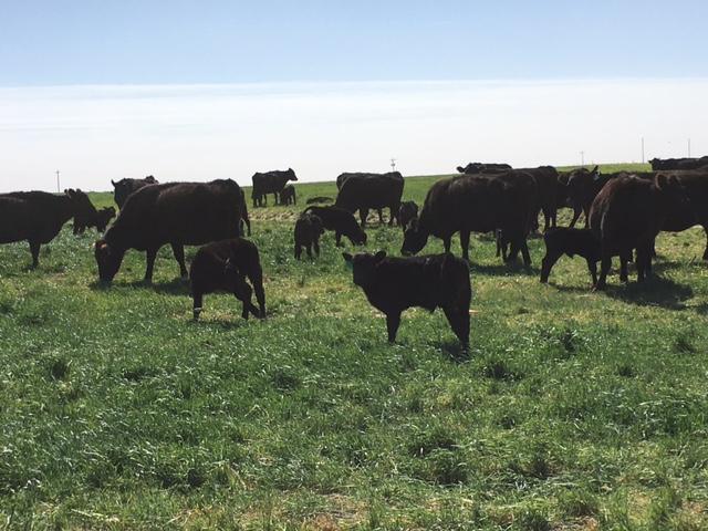 45 Black Angus Cow/Calf Pairs For Sale - Nex-Tech Classifieds