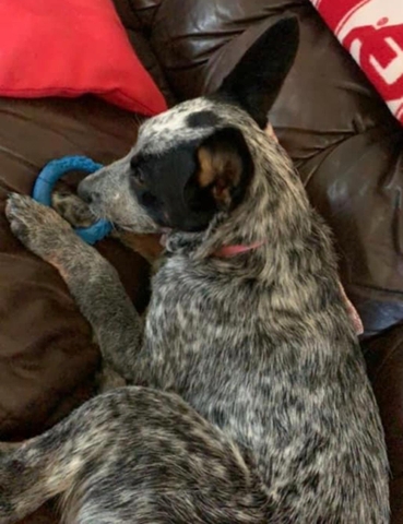 Missing / LOST Female Heeler (Australian Cattle Dog) - Nex-Tech Classifieds