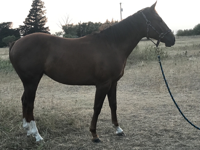 Yearling filly - Nex-Tech Classifieds