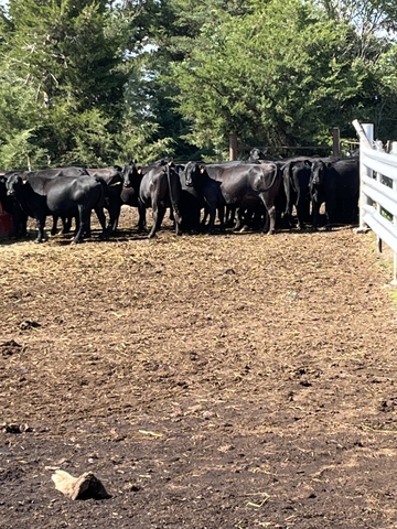 Fall Bred Angus Cows - Nex-tech Classifieds