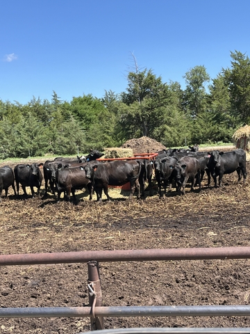 Fall Bred Angus Cows - Nex-tech Classifieds