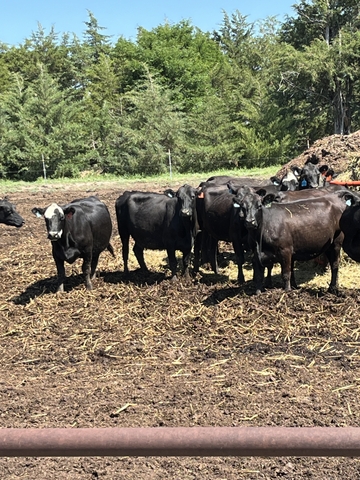 Fall Bred Angus Cows - Nex-tech Classifieds