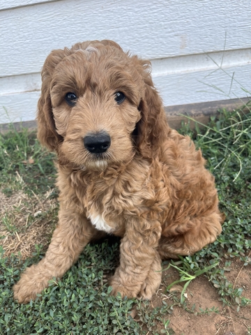 Goldendoodles for Sale - Nex-Tech Classifieds