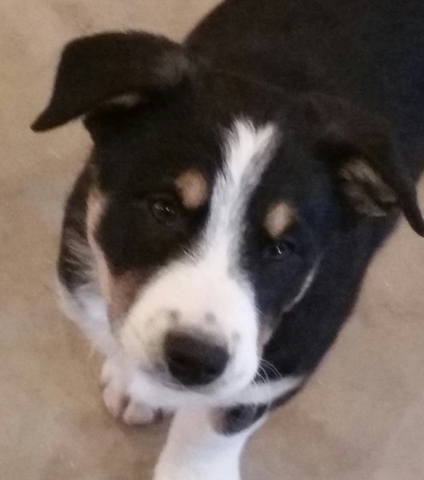 border collie tri colour puppy