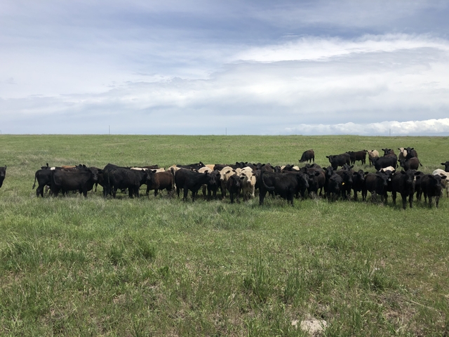 looking to rent pasture for grazing cattle - Nex-Tech Classifieds