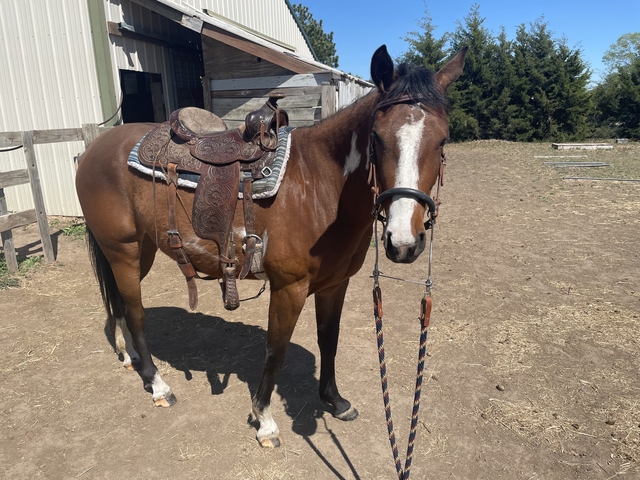 Horse for Sale - Nex-Tech Classifieds