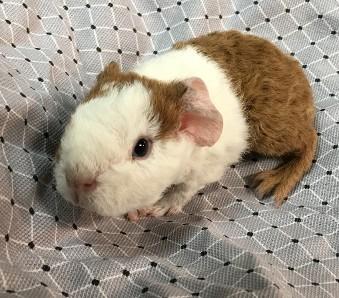 Teddy Bear Guinea Pigs From Healthy Pedigree Parents Nex Tech Classifieds
