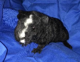 teddy bear guinea pig for sale near me