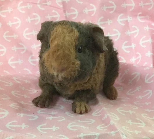 little bear guinea pigs