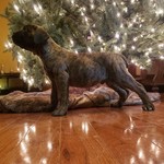 Cane Corso Puppies Pierceton Indiana