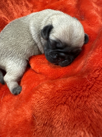 Pug puppies looking for furever home - Nex-Tech Classifieds