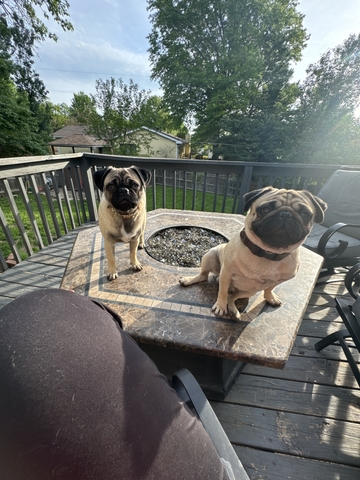 Pug puppy looking for furever home - Nex-Tech Classifieds