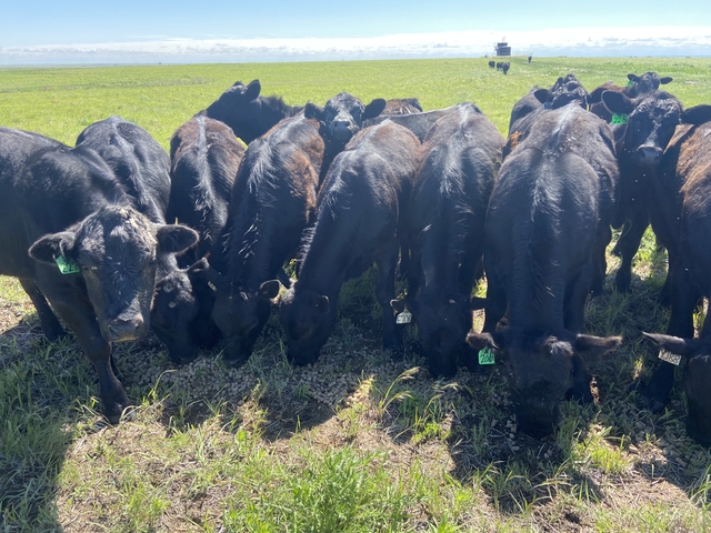 Looking To Lease Pasture For Cattle This Summer Nex Tech Classifieds