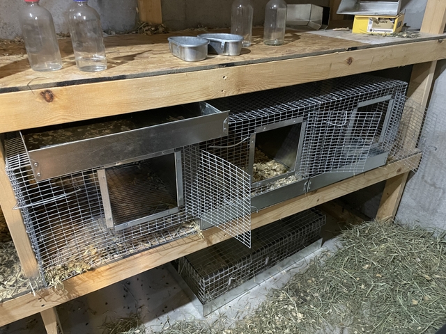 Cages/water bottles/food bowls Chinchilla/rabbit - Nex-Tech Classifieds