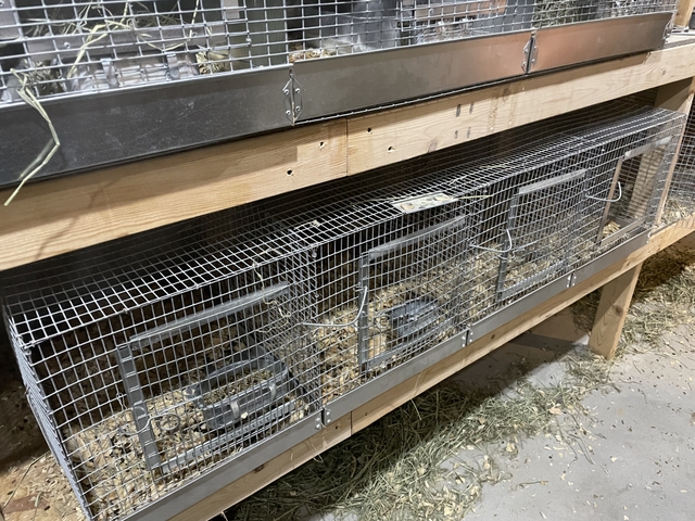 Cages/water bottles/food bowls Chinchilla/rabbit - Nex-Tech Classifieds