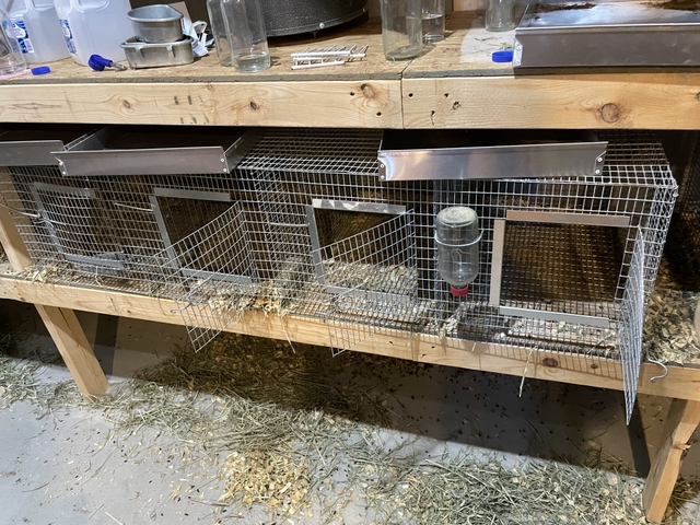 Cages/water bottles/food bowls Chinchilla/rabbit - Nex-Tech Classifieds