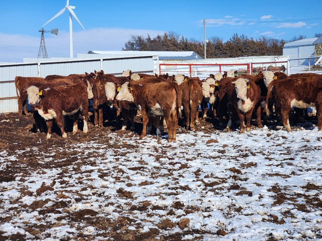 Open Yearling Polled Hereford Heifers - Nex-Tech Classifieds