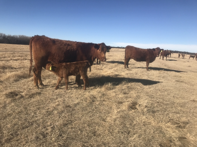 Red Angus Heifer Pairs - Nex-Tech Classifieds