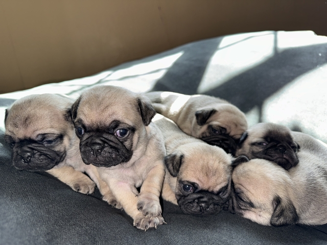 Pug puppies - Nex-Tech Classifieds